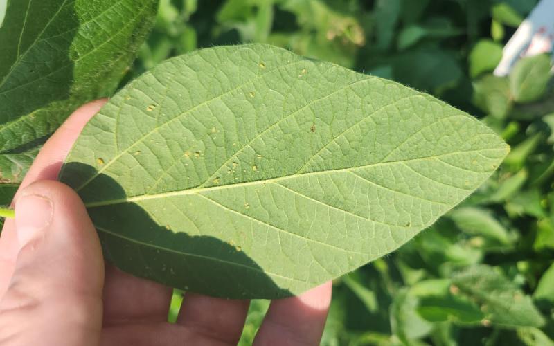 A soybean leaf infested with numerous soybean aphids.