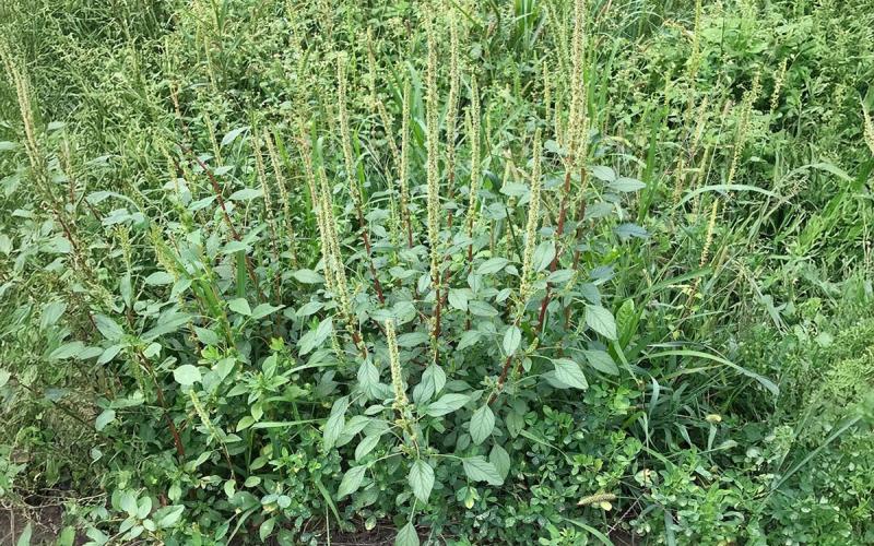 A green Palmer amaranth weed surrounded by various other green plants.