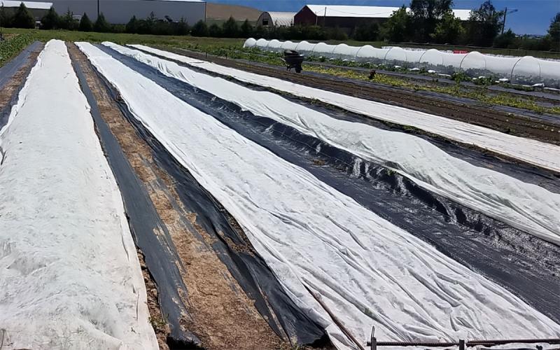 Floating row covers set up over rows of specialty crops.