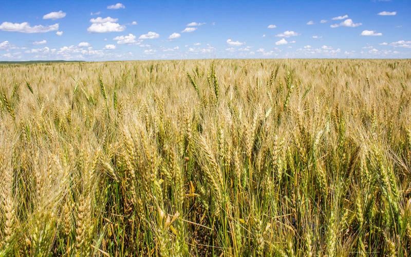 Winter wheat field.