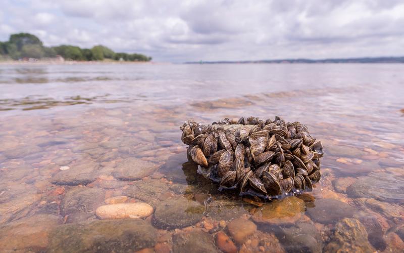 Zebra mussels on a rock along a shoreline.