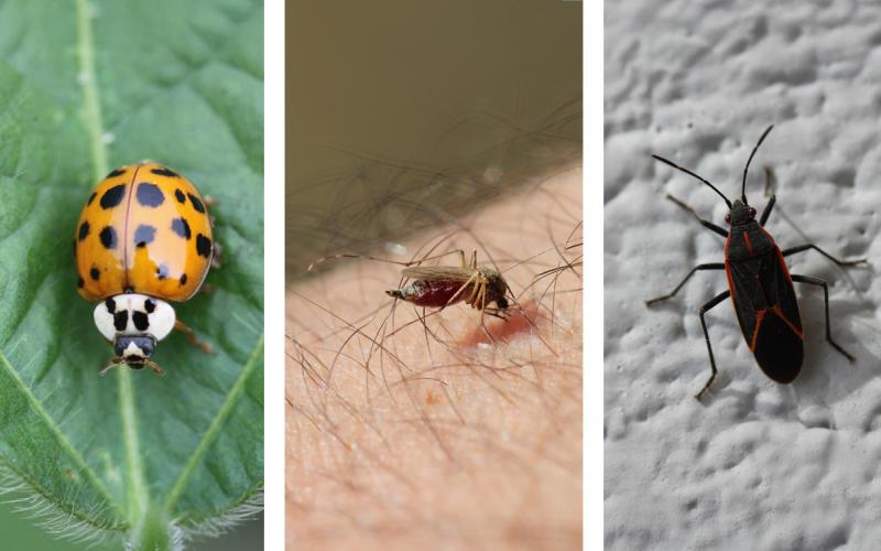 Multicolored Asian lady beetle, female mosquito, and boxelder bug.
