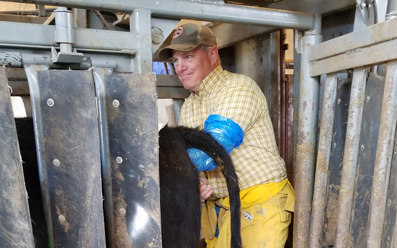 Man artificially inseminating a cow
