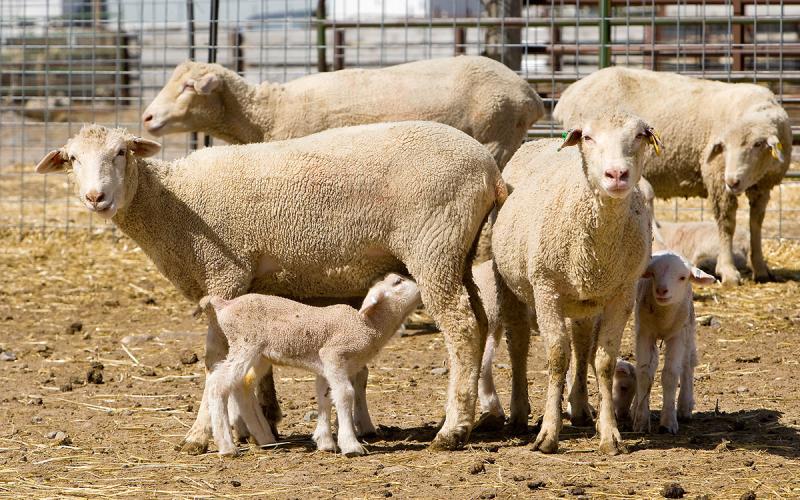 Lambs and ewes in a holding pen.