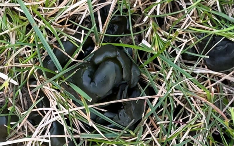 Dark-green gelatinous masses on a patch of grass.