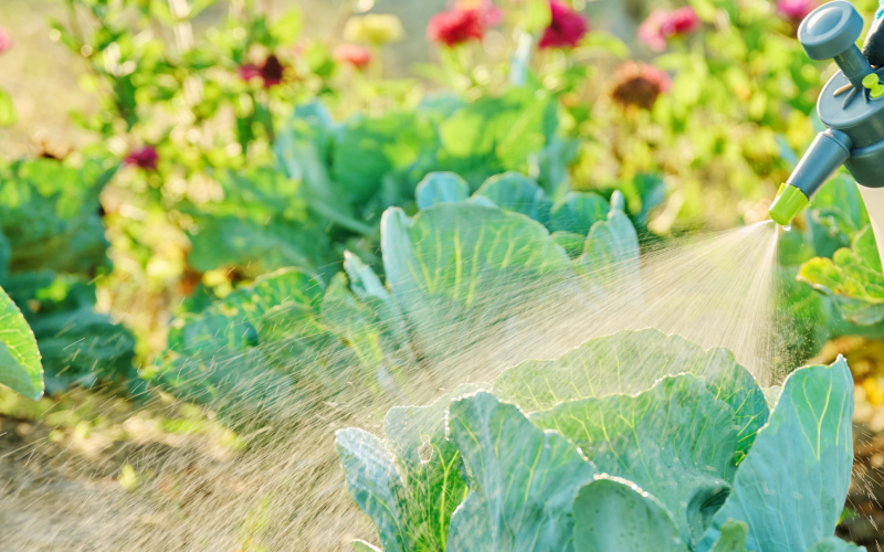 Spraying pesticides on vegetable plant