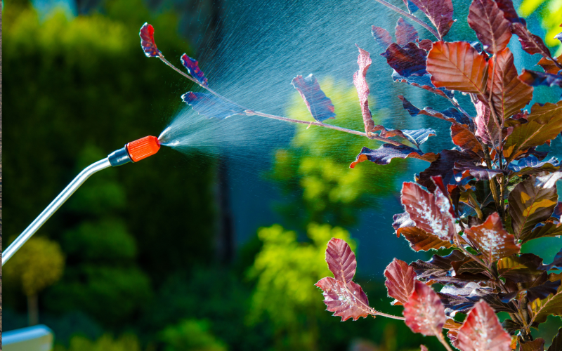 Spraying pesticide onto plant