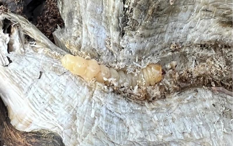 Cream colored larva that has an accordion shape and a brown head in the stem of a sunflower.