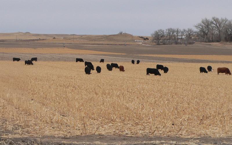 Cattle grazing corn residue in late fall.