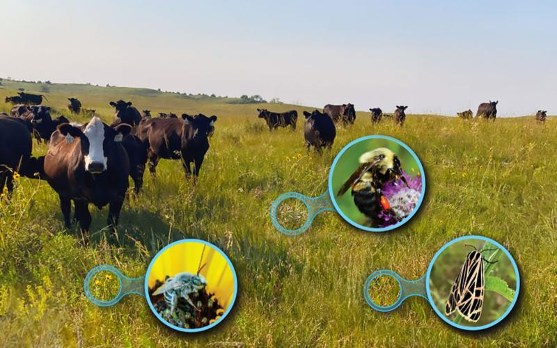 Cattle grazing in a rangeland area. Three magnifying images show close-up photos of native pollinators visiting forbs growing in the same area.