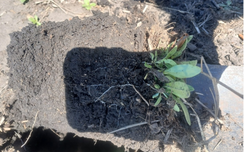 shovel with a clump of dirt with a green plant and root system