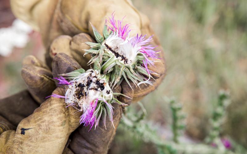 Gloved hands examining a musk thistle seedhead.
