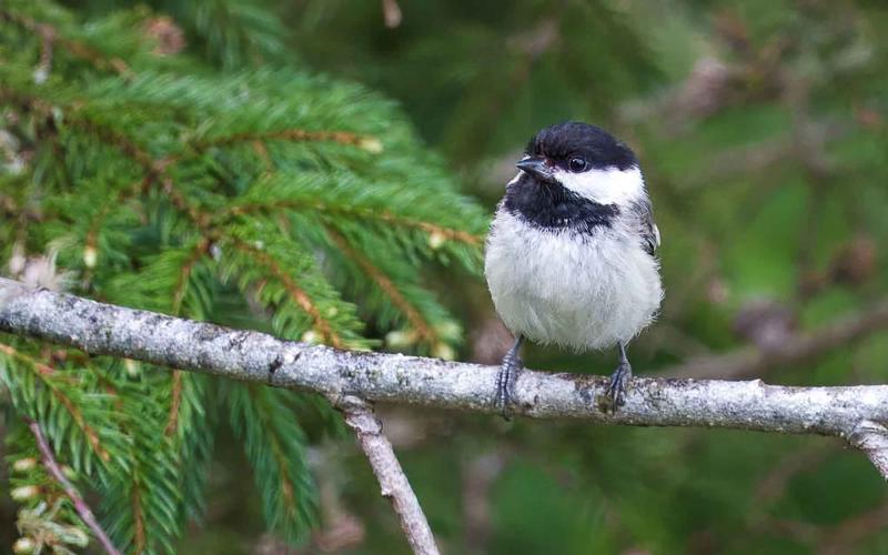 A small white bird with a black head sits on top of branch