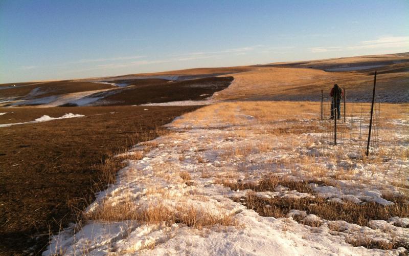 Rolling Rangeland with patches of snow with a wire snow catch fence on the right.