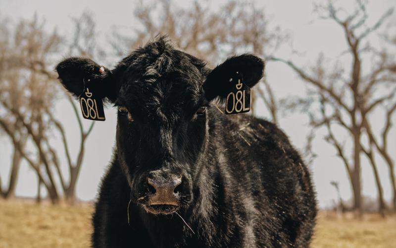 Black cow standing in winter pasture.