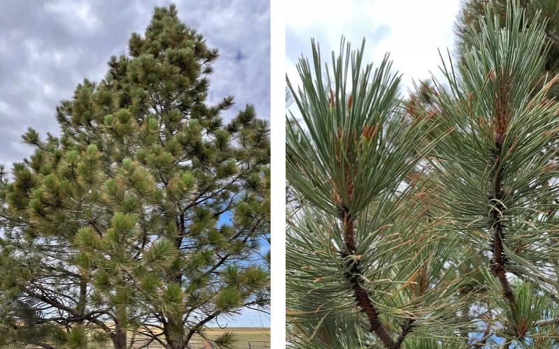 Left: Ponderosa pine tree growing on rangeland. Right: Long, skinny, green needles on Ponderosa pine branch.