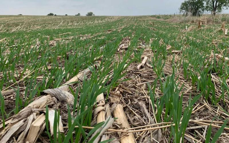 An oats field with numerous small rows of green, oat grass emerged throughout.