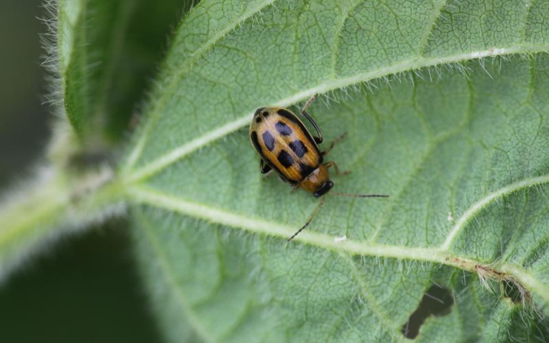 A yellowish-orange beetle with black squares along the back resting on a green plant.