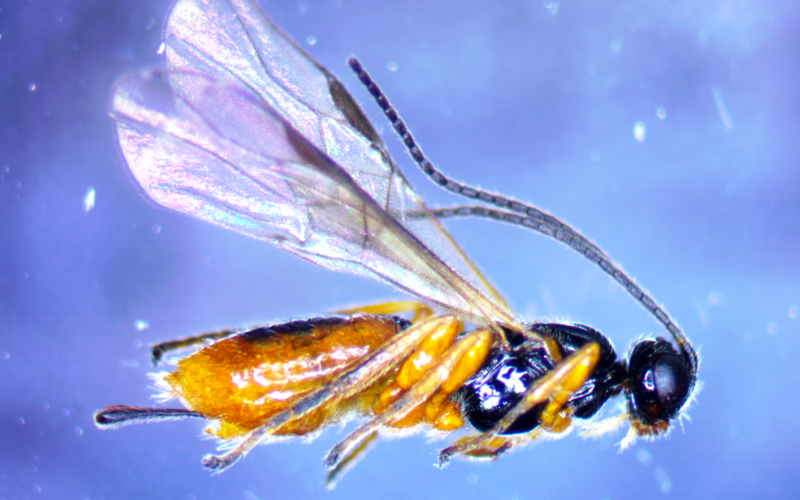 Parasitoid wasp with an orange abdomen and dark brown head and thorax.