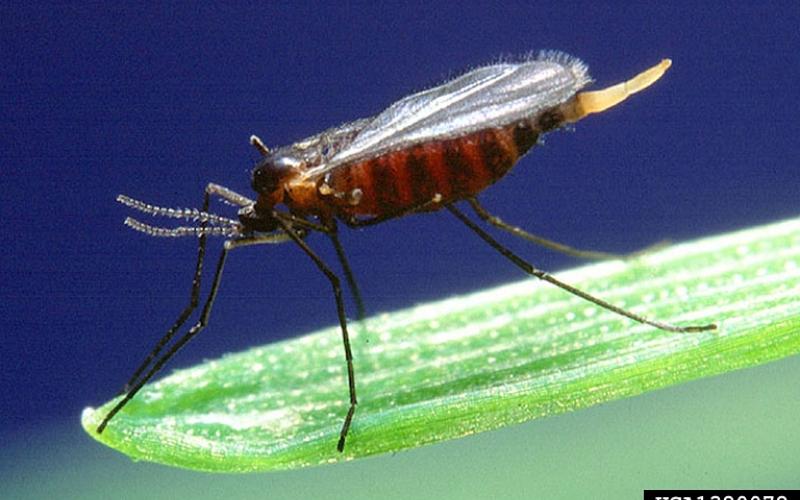 A reddish-brown Hessian fly with long black legs and beaded antennae resting on a plant.