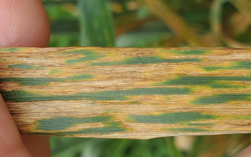 a person holding a leaf that has yellow, brown and green streaking.