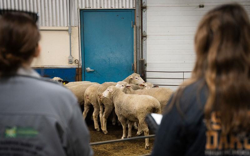 Two young women observing a group of sheep in a holding pen.
