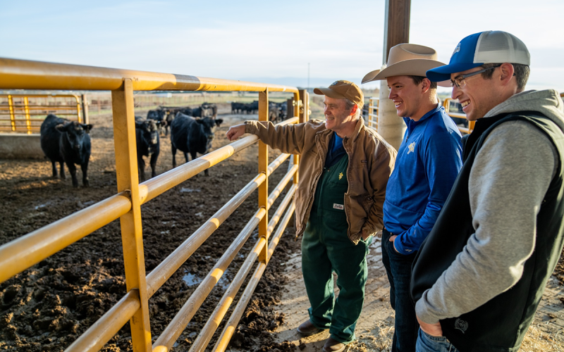 Russ Daly, Professor and SDSU Extension Veterinarian, examining young beef cattle in a pen with two students.