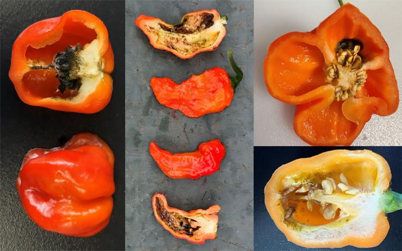 Variety of pepper samples split open to reveal internal rot symptoms.