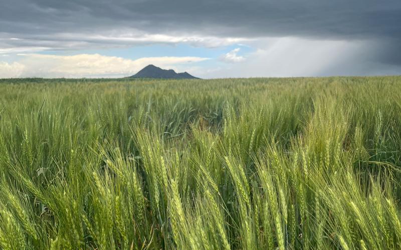 Wheat growing in a field with rain clouds in the distance.