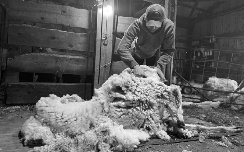 Producer shearing a sheep inside a barn.
