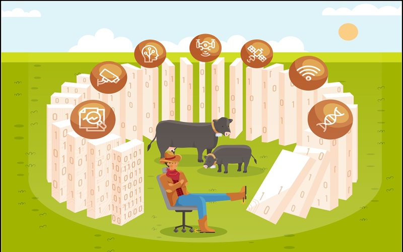 Illustration of a rancher making a management decision that triggers a chain of dominoes representing different technologies such as wearable livestock sensors, genetics, satellites, drones, modeling, and data analytics. The falling dominos symbolize how management actions create effects that unfold over time, often with delayed and unintended consequences. Zeros and ones in the background represent the increasing amount of data modern ranchers must interpret when making decisions.