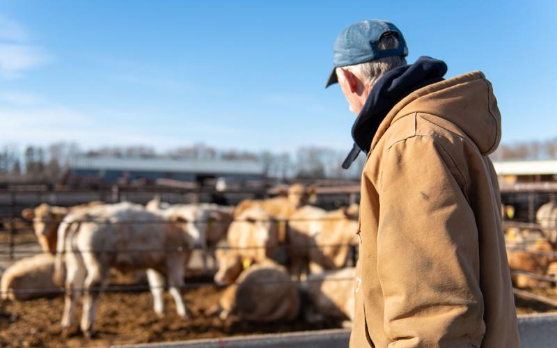 A male producer observing cattle in a feedlot.