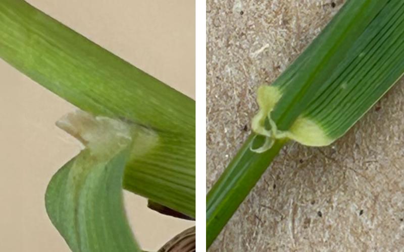 Two pictures of green grass demonstrating their physical differences.