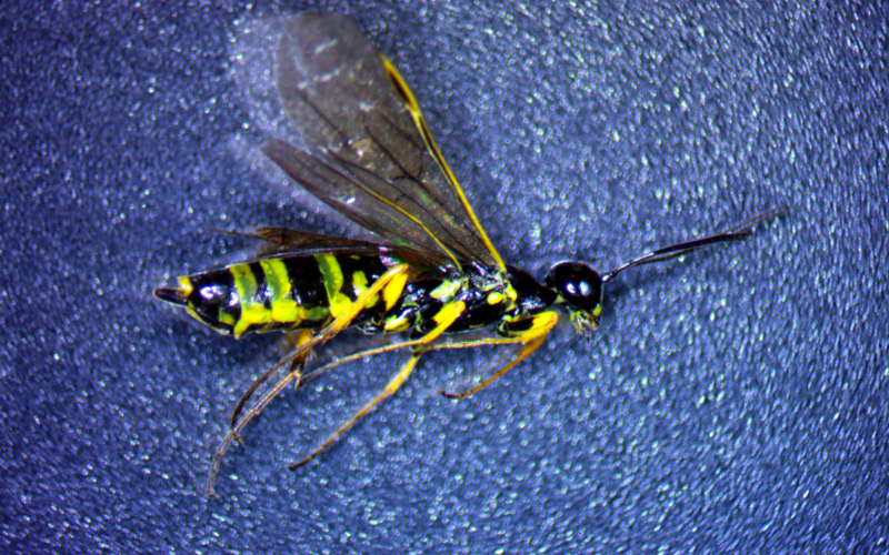 A long slender black and yellow bug with smoky gray wings and long antennae.