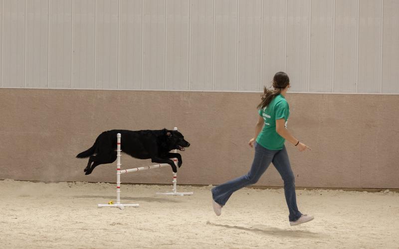 4-H member guiding her dog through a course at the State Dog Show
