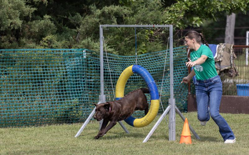 4-H member guiding dog through course at State 4-H Dog Show