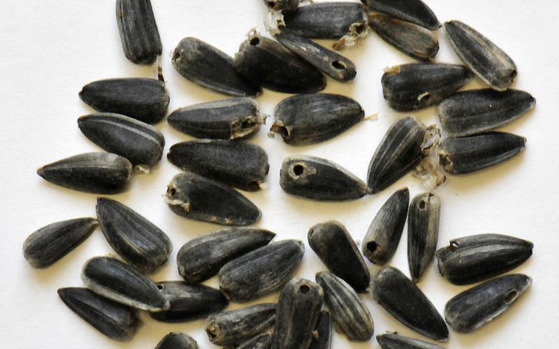a handfull of sunflower seeds with small holes in the shells on a white table.