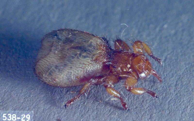 A hairy, wingless fly that is reddish-brown in color.