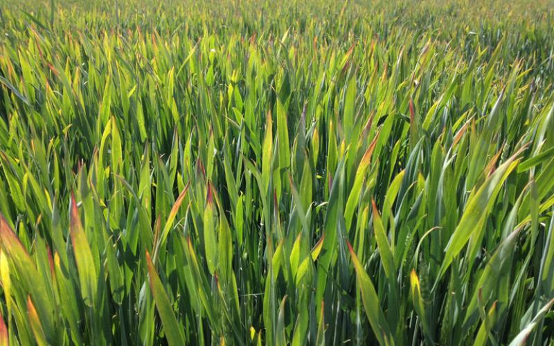 grass leaves with yellow and brown streaking on the tops and edges