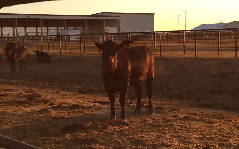 Calves at sunrise at the SDSU Cow-Calf Education and Research Facility.