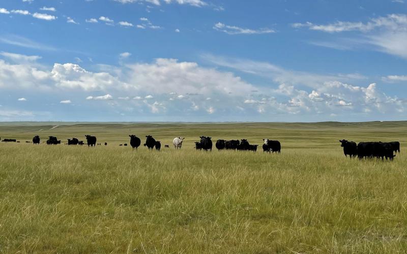 Beef cattle herd grazing a lush, green grassland.