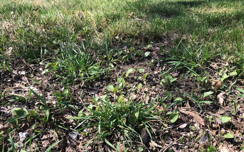 Early spring lawn with noticeable weed growth.