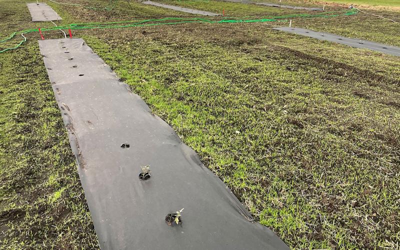 Horticulture research plot with rows of tarp-covered crops and living mulch between them.