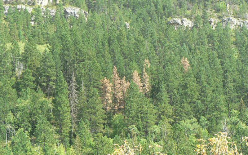 section of brown pine trees damaged by pine beetles surrounded by green, healthy pine trees and rock formations