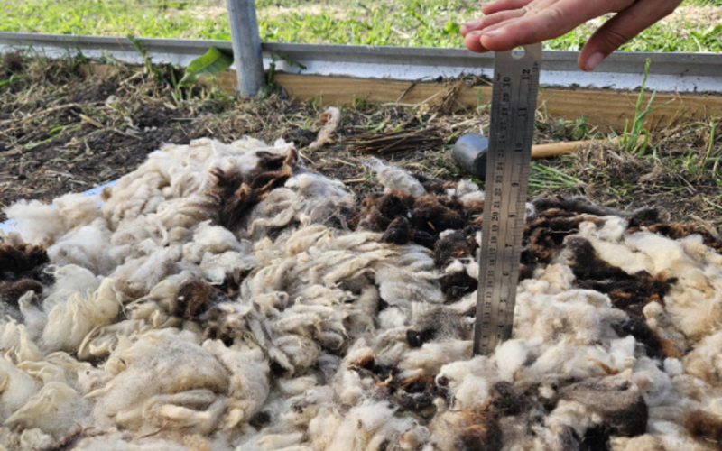a person holding a ruler into a pile of wool.