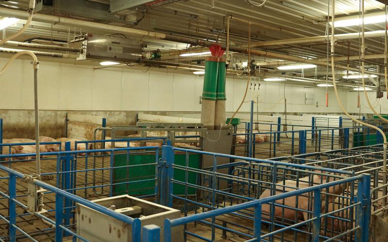 Interior of a swine production facility.