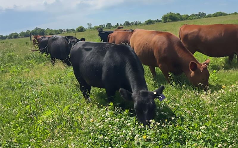 Mixed group of cattle grazing a diverse mix of forage.