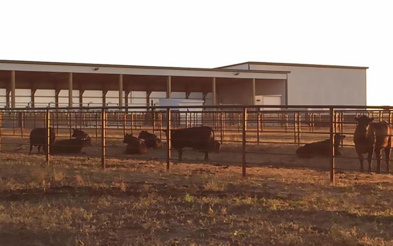 Small group of cattle at the SDSU Cow-Calf Education and Research Facility.