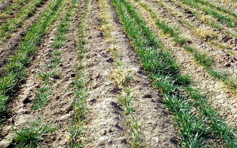 Wheat field that is turning yellow due to mite infestation.
