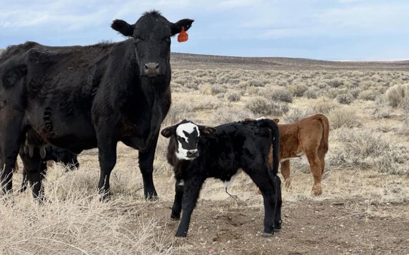 Beef cattle with calves on a dry rangeland.